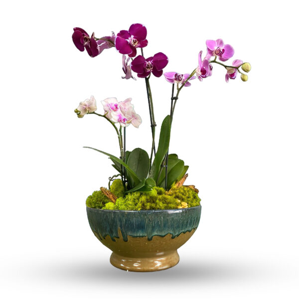 Three Orchid Planter